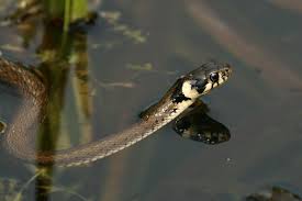 Image result for Ringelnatter