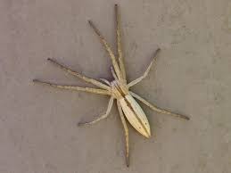 Attēlu rezultāti vaicājumam “Tibellus oblongus”