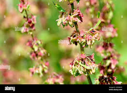 Attēlu rezultāti vaicājumam “Rumex obtusifolius flower”