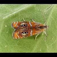 Attēlu rezultāti vaicājumam “Olethreutes arcuella”