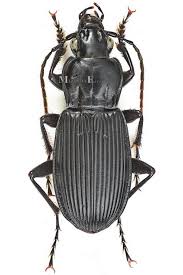 Attēlu rezultāti vaicājumam “Pterostichus niger”