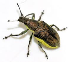 Attēlu rezultāti vaicājumam “Chlorophanus viridis”