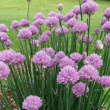 Image result for Allium schoenoprasum