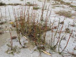 Attēlu rezultāti vaicājumam “Triglochin palustre fruit”