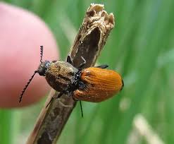 Attēlu rezultāti vaicājumam “Hoplia parvula imago”