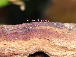 Attēlu rezultāti vaicājumam “Physarum auriscalpium”