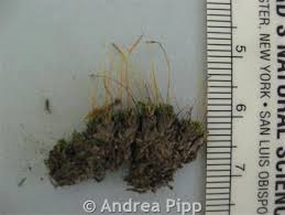 Attēlu rezultāti vaicājumam “Didymodon rigidulus”