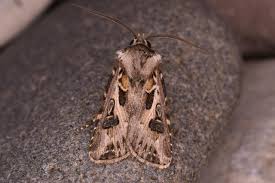 Attēlu rezultāti vaicājumam “Agrotis vestigialis”