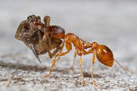 Attēlu rezultāti vaicājumam “Myrmica rubra”