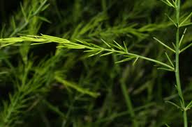 Attēlu rezultāti vaicājumam “Asparagus officinalis leaf”