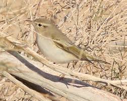 Image result for Phylloscopus orientalis