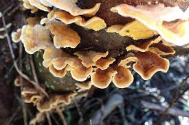 Attēlu rezultāti vaicājumam “Stereum hirsutum”