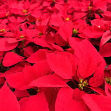 Image result for Gaillardia amblyodon