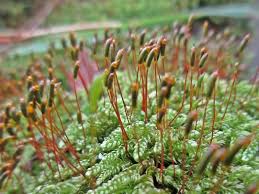 Attēlu rezultāti vaicājumam “Hypnum cupressiforme var. lacunosum sporophyte”