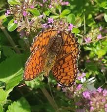 Attēlu rezultāti vaicājumam “Brenthis ino”