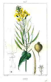 Attēlu rezultāti vaicājumam “Brassica napus”