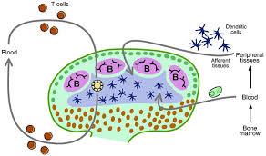 Attēlu rezultāti vaicājumam “Cinclidotus danubicus cells”