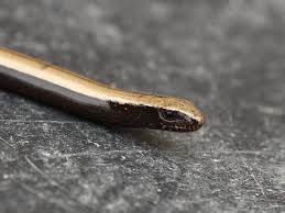 Attēlu rezultāti vaicājumam “Anguis fragilis”