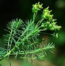 Attēlu rezultāti vaicājumam “Euphorbia cyparissias fruit”