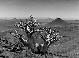 Image result for sebastiao salgado