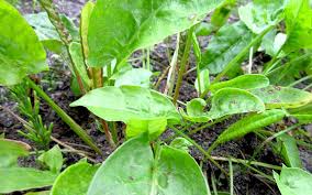 Image result for Sauerampfer