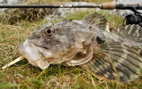 Image result for Myoxocephalus scorpius