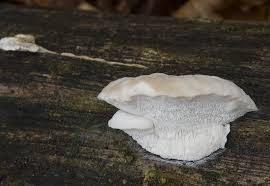 Attēlu rezultāti vaicājumam “Postia tephroleucus”