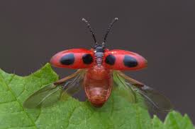 Attēlu rezultāti vaicājumam “Endomychus coccineus”