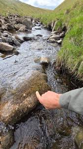 Attēlu rezultāti vaicājumam “Hygrohypnum luridum”