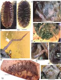 Attēlu rezultāti vaicājumam “Oniscoidea”