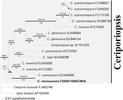 Attēlu rezultāti vaicājumam “Ceriporiopsis resinascens”