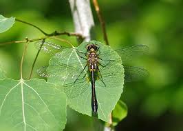 Attēlu rezultāti vaicājumam “Cordulidae”
