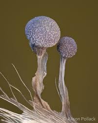 Attēlu rezultāti vaicājumam “Badhamia foliicola spores”