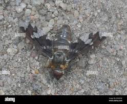 Attēlu rezultāti vaicājumam “Exoprosopa capucina”