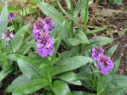 Attēlu rezultāti vaicājumam “Dactylorhiza maculata leaf”