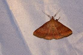 Attēlu rezultāti vaicājumam “Lymantriidae”