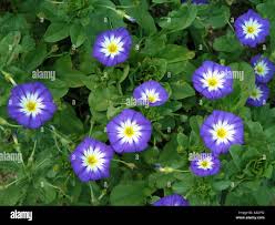 Image result for Convolvulus tricolor