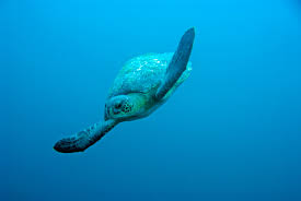 Image result for Chelonia mydas