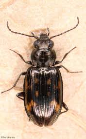 Attēlu rezultāti vaicājumam “Bembidion litorale”