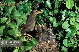 Attēlu rezultāti vaicājumam “Turdus merula nest”