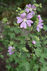 Image result for Lavatera thuringiaca