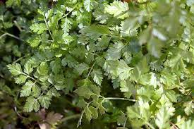 Image result for Anthriscus cerefolium