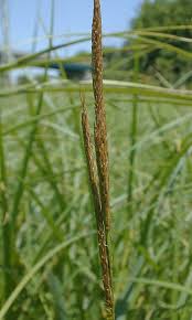 Attēlu rezultāti vaicājumam “Carex capillaris fruit”