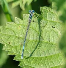 Attēlu rezultāti vaicājumam “Platycnemis pennipes male”