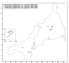 Attēlu rezultāti vaicājumam “Fontinalis antipyretica subsp. gracilis”