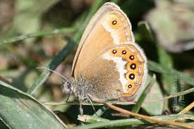 Attēlu rezultāti vaicājumam “Coenonympha hero underside”