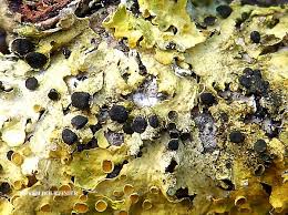 Attēlu rezultāti vaicājumam “Xanthoriicola physciae”