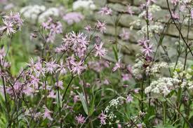 Attēlu rezultāti vaicājumam “Lychnis flos-cuculi flower”
