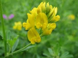 Attēlu rezultāti vaicājumam “Medicago sativa subsp. falcata”