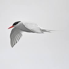 Attēlu rezultāti vaicājumam “Sterna”